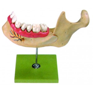 Model of Lower Jaw